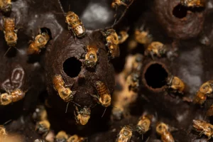 Madu Lebah Tanpa Sengat sebagai Antioksidan